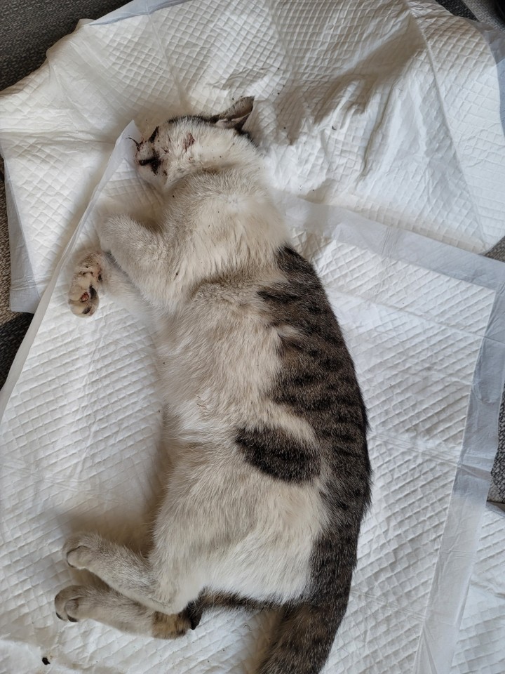 괴산증평동물보호센터_443446202300207